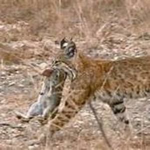 Meet your Posher, Dale owen